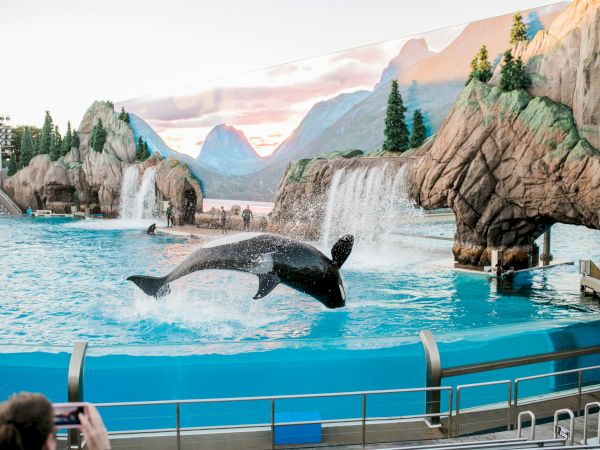 An orca performs a jump in an aquarium show, with a mountain and waterfall backdrop. Spectators watch and capture the moment.