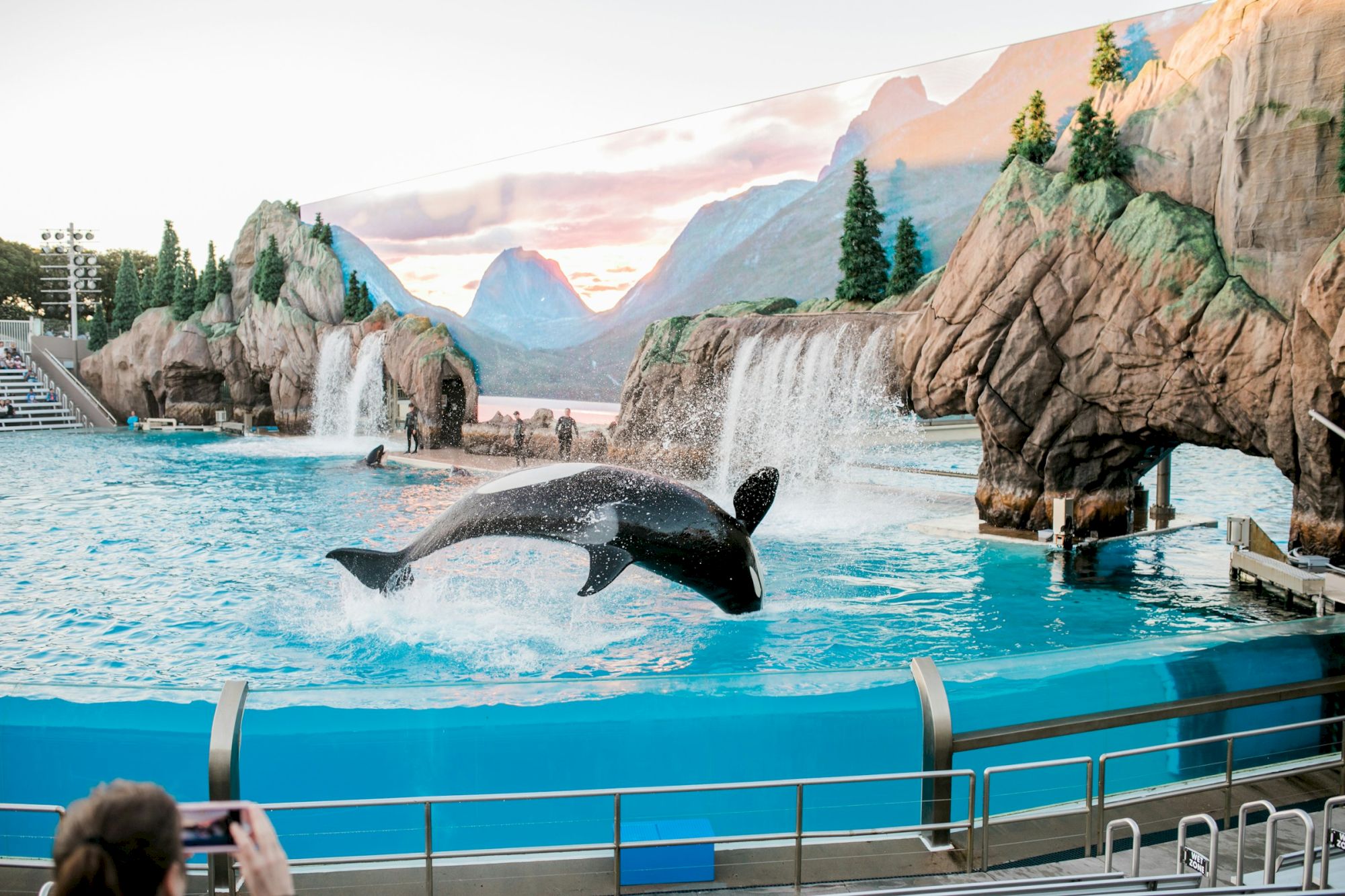 A killer whale is performing a jump in an aquarium show with a scenic background of waterfalls and rocky landscape.